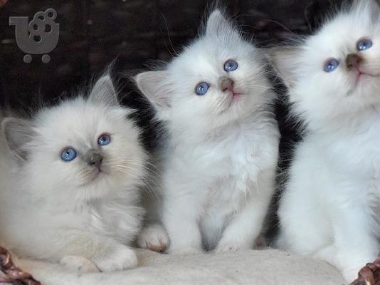 PoulaTo: birman x ragdoll